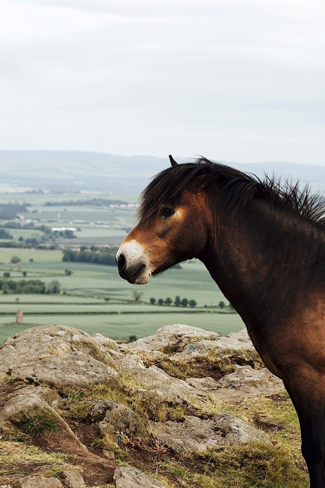 Horse at Berwick Law, North Berwich