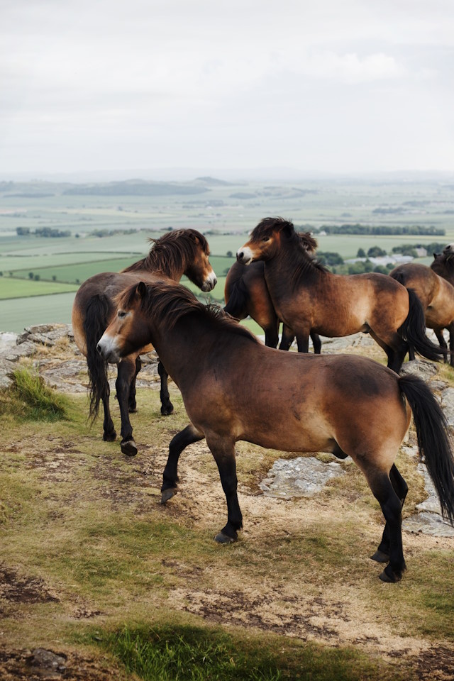 Horse at Berwick Law, North Berwich