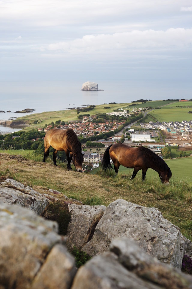 Horse at Berwick Law, North Berwich