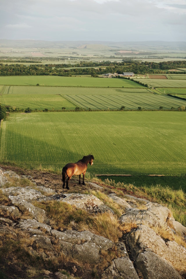 Horse at Berwick Law, North Berwich