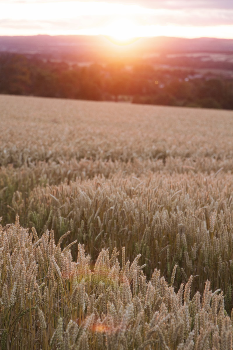 Pentland Hills sunset