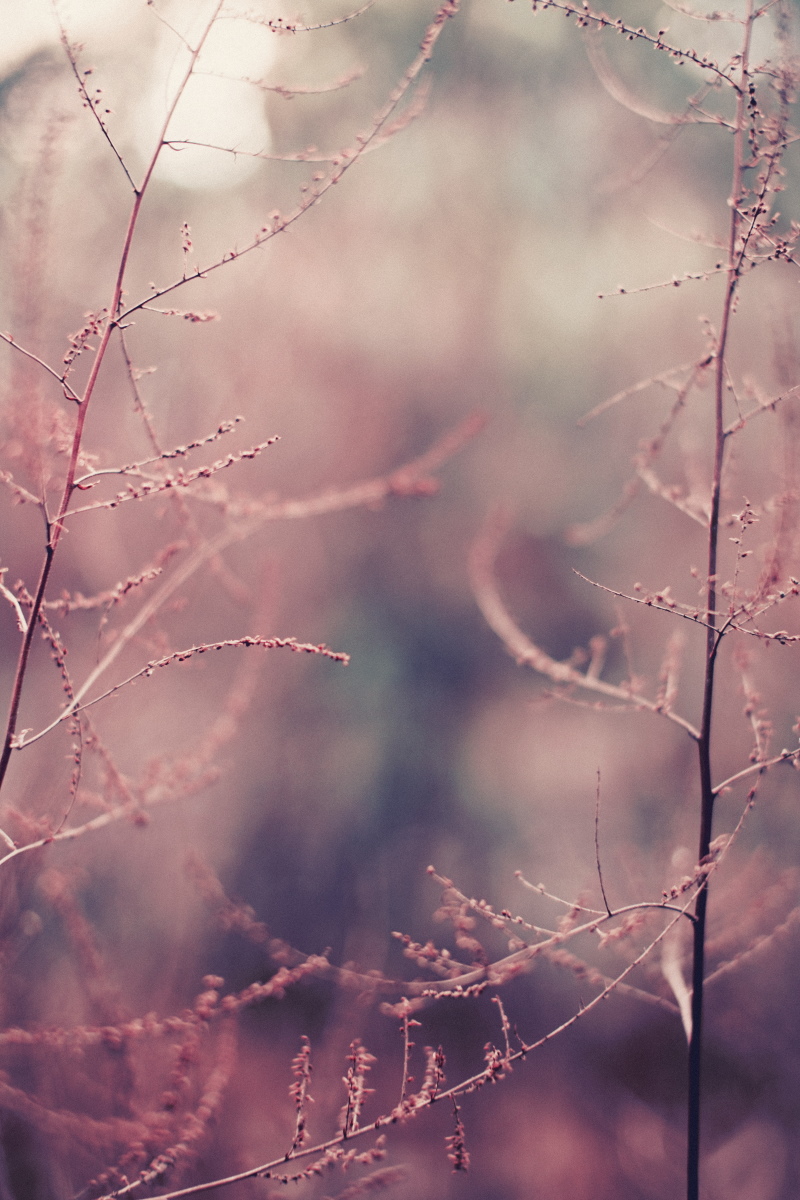 Edinburgh Botanical Gardens