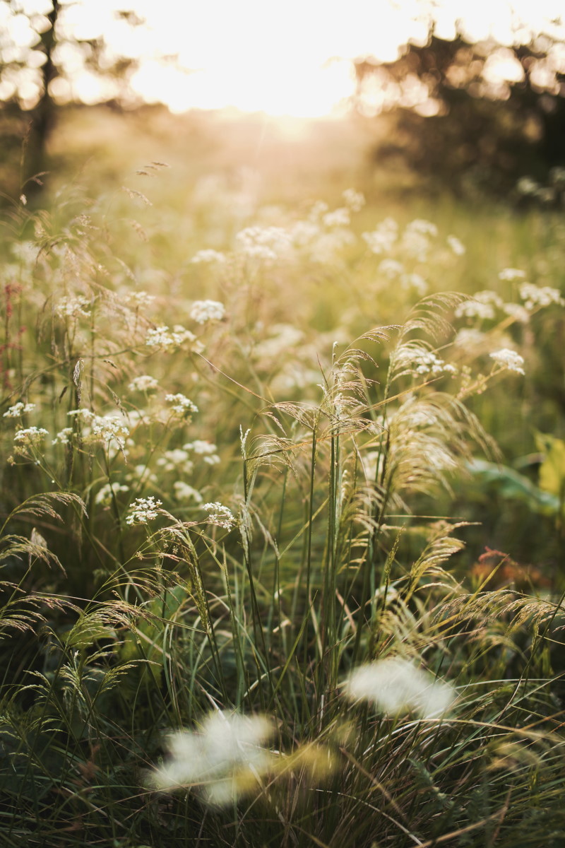 Red Moss Nature Reserve