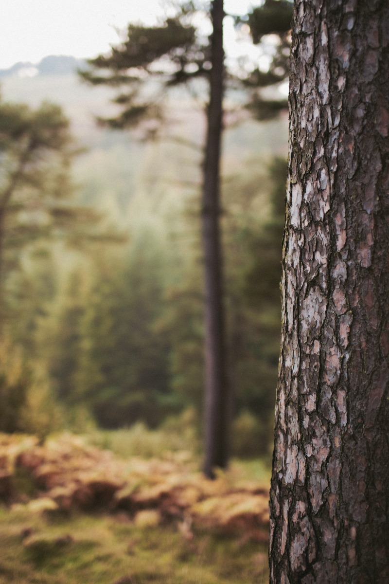 Pentland Hills forest
