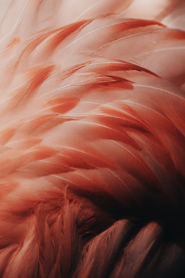 Flamingo at Bird Gardens Scotland CIC