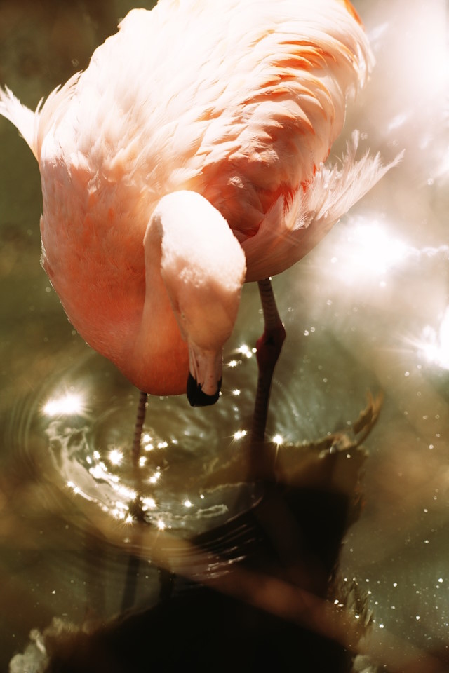 Flamingo at Bird Gardens Scotland CIC