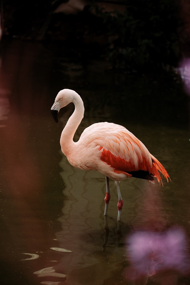 Flamingo at Bird Gardens Scotland CIC