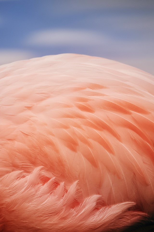 Flamingo at Bird Gardens Scotland CIC