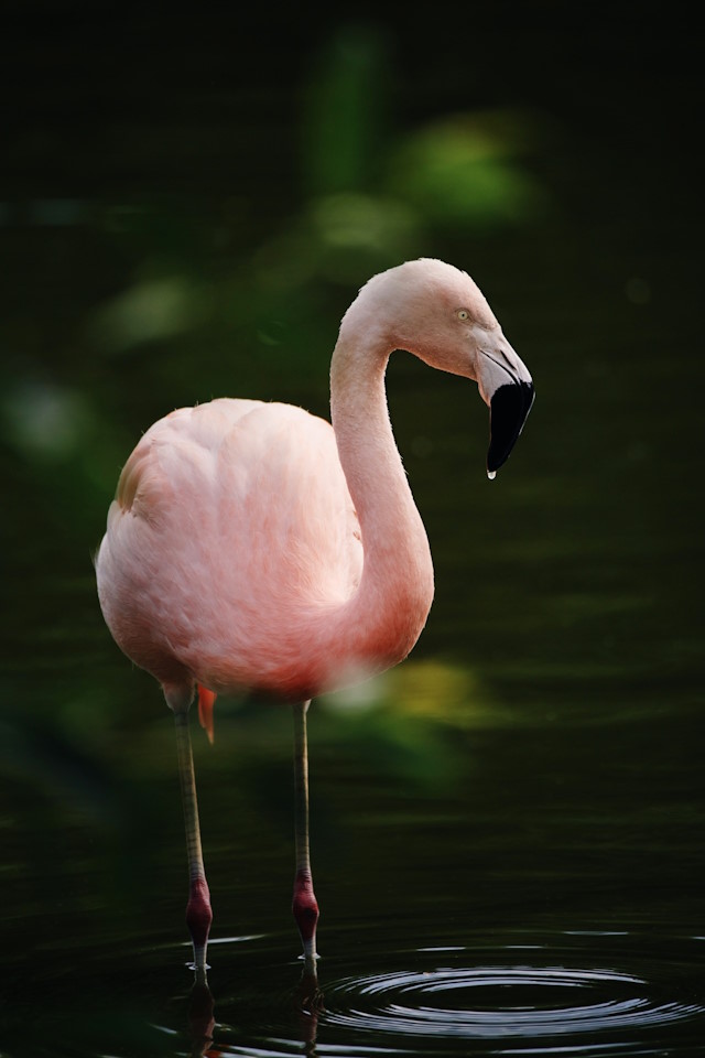Flamingo at Bird Gardens Scotland CIC