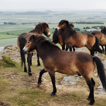 Horses at Berwick Law