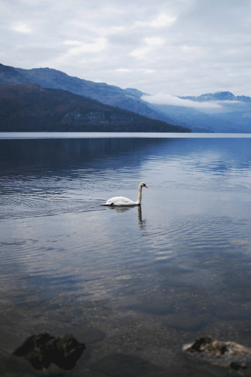 Swan on Loch Lomond