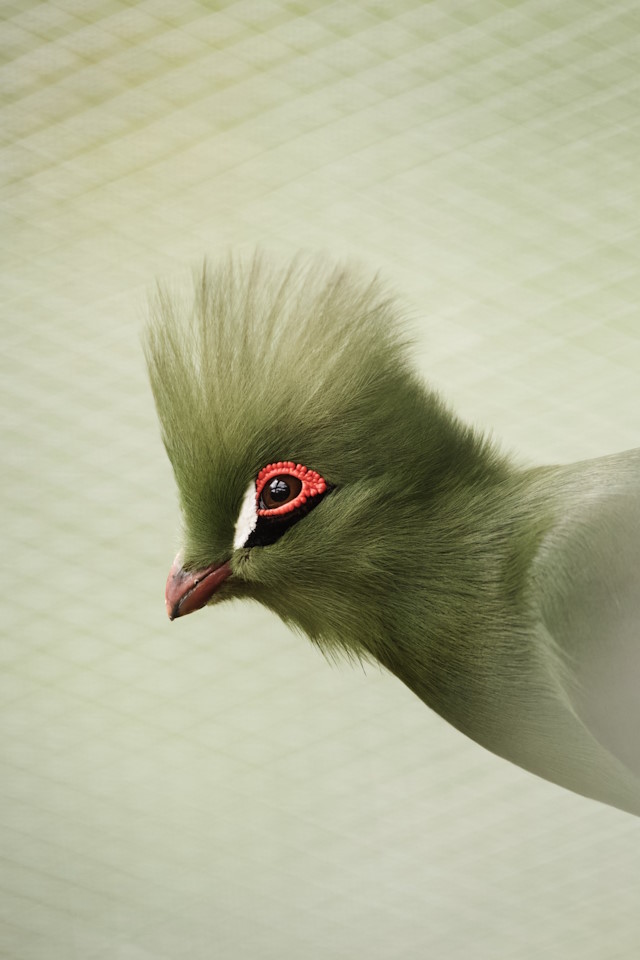 Green bird at Bird Gardens Scotland CIC