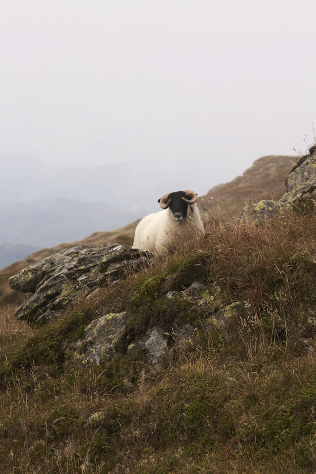 Sheep in Scotland