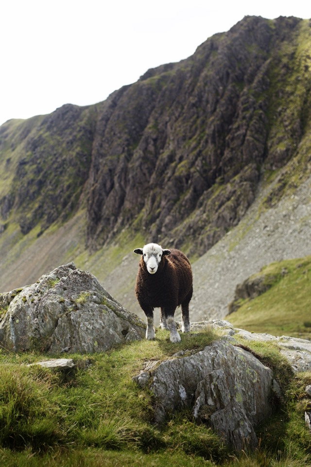 Sheep in the Lake District