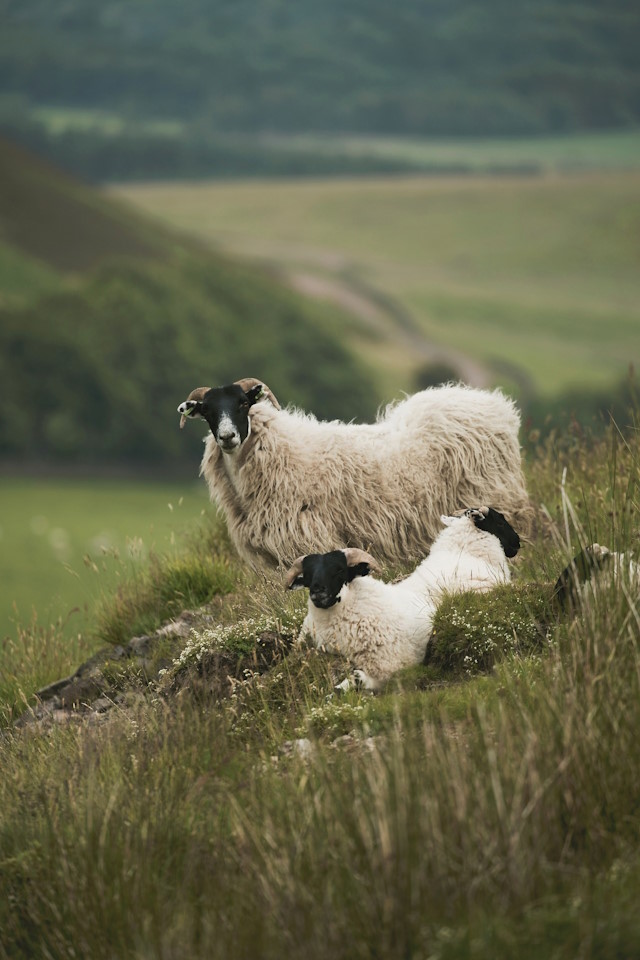 Sheep in the Pentlands